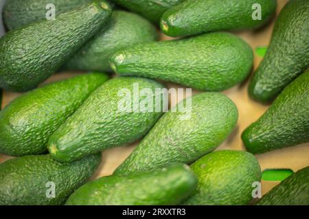 Avacado im Karton. Obst auf dem Markt. Grüne Früchte. Marktdetails. Stockfoto