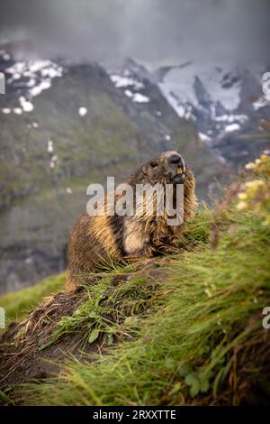 Murmeltier, natürlicher Lebensraum, im Hintergrund Berge und Gletscher des Nationalparks hohe Tauern, Fuß des Berges Stockfoto