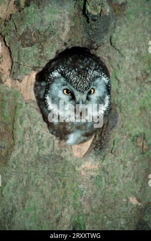 Tengmalm's Owl (Aegolius funereus) schaut auf Loch Stockfoto