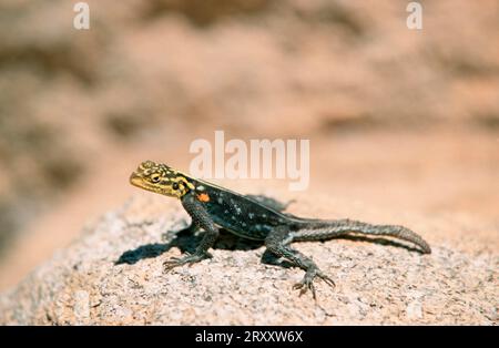 Namibischer Fels (Agama), namib-Fels-Agama (Agama planiceps), Agamidae, Namibia Stockfoto