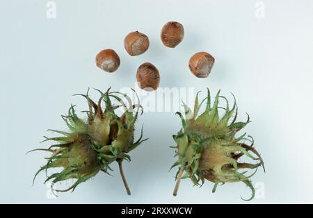 Türkischer Filbert, Früchte (Corylus colurna) Stockfoto