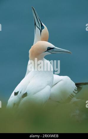 Northern Gannet (Sula bassana) Pair, Helgoland, Schleswig-Holstein, Deutschland Stockfoto