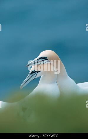 Northern Gannet (Sula bassana) Pair, Helgoland, Schleswig-Holstein, Deutschland Stockfoto