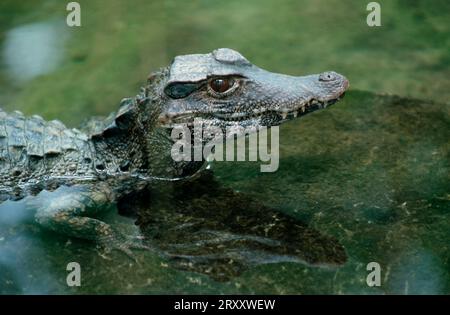 Zwergkaiman, glattfrontiger Kaiman, Schneiders Zwergkaiman (Paleosuchus trigonatus), glattfrontiger Caiman Stockfoto