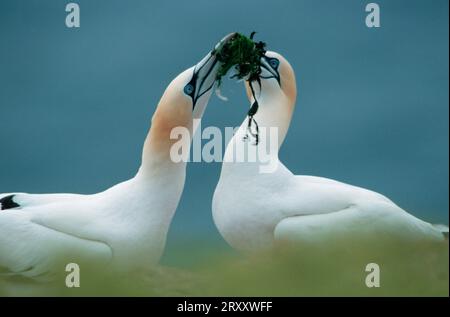 Nordgannet (Sula bassana) Paar mit Nestmaterial, Helgoland, Schleswig-Holstein, Deutschland Stockfoto