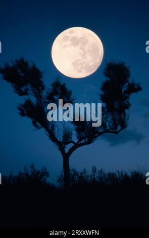 Französischer Tamarisken (Tamarix gallica) bei Vollmond, Gamargue, Provence, französischer Tamarisken, Frankreich Stockfoto