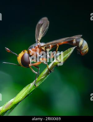 Wespenmakrofotografie Stockfoto