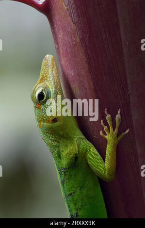 Grüne Anole (Anolis Carolinensis) Stockfoto