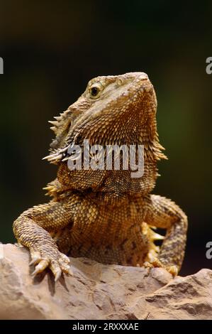 Bartdrache (Amphibolorus vitticeps) (Pogona barbatus) Stockfoto