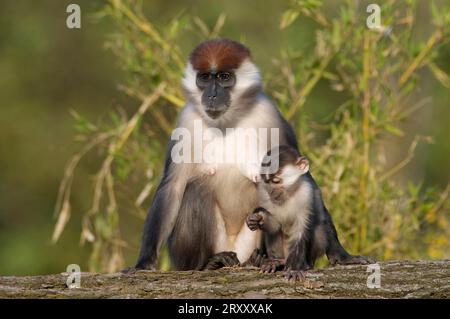 Mandarette mit Kirschen, weiblich und jung (Cercocebus torquatus torquatus) Stockfoto