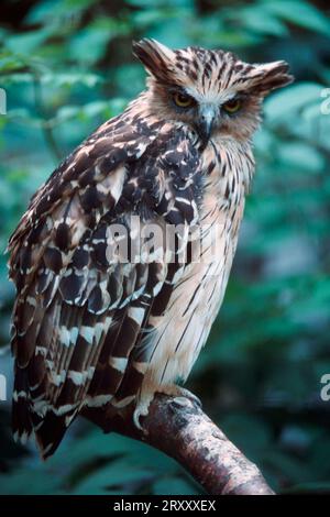 Buffy Fish Owl (Ketupa Ketupu) (Bubo Ketupu) Sunda-Fischuhu Stockfoto