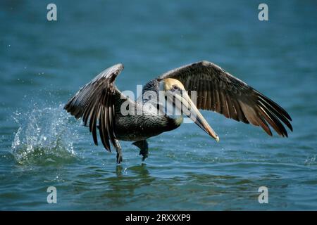 Brauner Pelikan (Pelecanus Occidentalis), Sanibel Island, Florida, USA Stockfoto