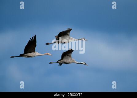 Kraniche (Grus grus) mit jungen Kranichen, Mecklenburg-Westpommern, Deutschland Stockfoto