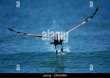 Brauner Pelikan (Pelecanus Occidentalis), Sanibel Island, Florida, USA Stockfoto