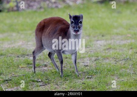 Blue Duiker (Philantomba monticola), Blue Duiker Bluebottle Stockfoto