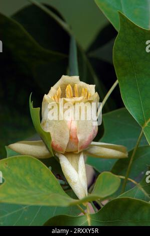 Tulpenbaum (Liriodendron tulipifera), Blüte Stockfoto