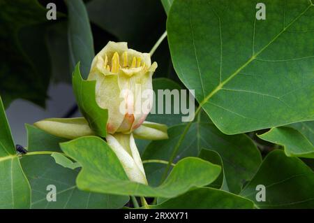 Tulpenbaum (Liriodendron tulipifera), Blüte Stockfoto