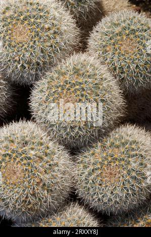 Doppeldornkaktus (Mammillaria geminispina) Stockfoto