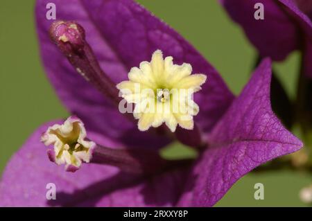 Bougainvillea, Blume (Bougainvillea glabra) Stockfoto
