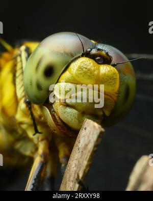 Gelbe Drachenfliege Extreme Macro Stockfoto