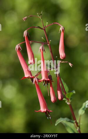 Kapfuchsia, Afrikanische Königin (Phygelius x rectus), Trompetenfuchsia Stockfoto