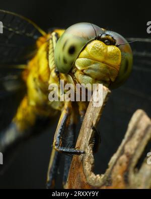 Gelbe Drachenfliege Extreme Macro Stockfoto