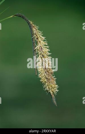 Hohe hängende (Carex pendula) Sedge, Nordrhein-Westfalen, Deutschland Stockfoto