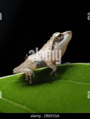 Jerdons Bush Frosch Makrofotografie Stockfoto