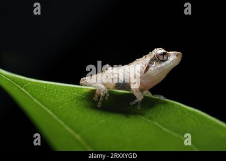 Jerdons Bush Frosch Makrofotografie Stockfoto