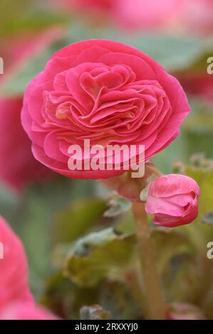 Begonia, blühend (Begonia tuberhybrida hybride) Stockfoto