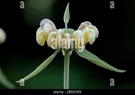 Jerusalem sage (Phlomis samia) (Phlomis russeliana) Stockfoto