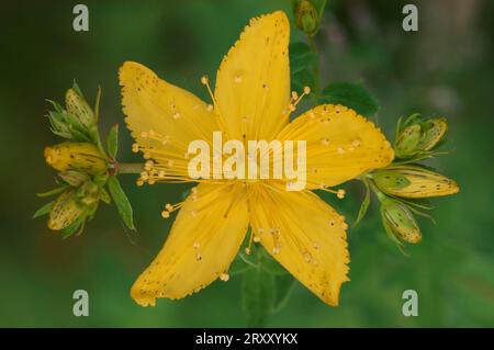 Perforieren Sie St. Johanniskraut, Nordrhein-Westfalen, Deutschland (Hypericum perforatum) Stockfoto