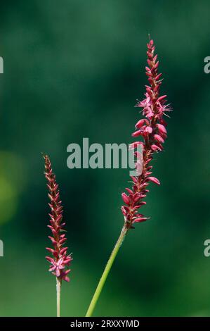 Bergvlies (Polygonum amplexicaule) (Bistorta amplexicaulis) (Persicaria amplexicaulis) Stockfoto