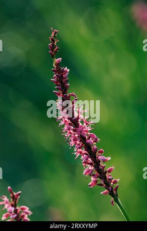 Bergvlies (Polygonum amplexicaule) (Bistorta amplexicaulis) (Persicaria amplexicaulis) Stockfoto