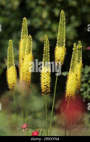 Foxtail Lily (Eremurus stenophyllus) Stockfoto