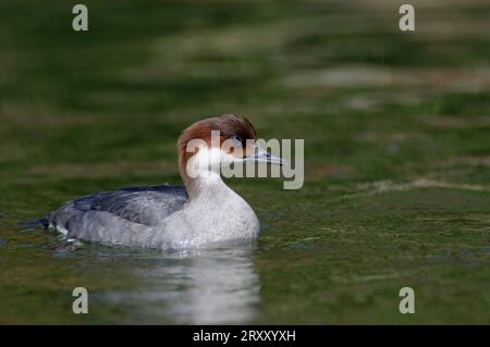 SMEW (Mergus albellus), weiblich (Mergellus albellus) Stockfoto