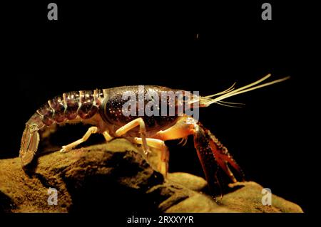 Louisiana Rotkrebse (Procambarus clarkii), Rotsumpfkrebse, Side Stockfoto