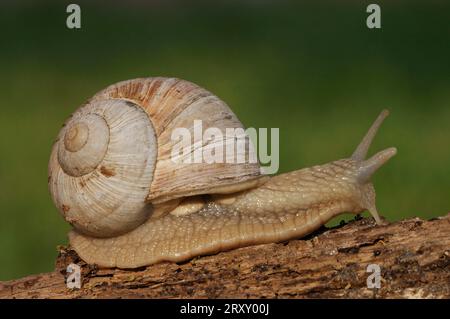 Essbare Schnecke (Helix Pomatia), North Rhine-Westphalia, Deutschland Stockfoto