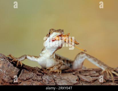 Braune Basilisk, weiblich, fressende Heuschrecke (Basiliscus vittatus) Stockfoto