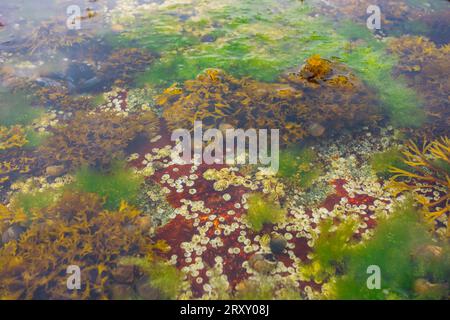 Bunte Gezeitenbecken im Acadia National Park in Bar Harbor Maine Stockfoto