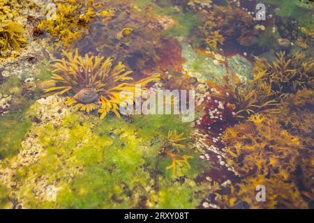 Bunte Gezeitenbecken im Acadia National Park in Bar Harbor Maine Stockfoto