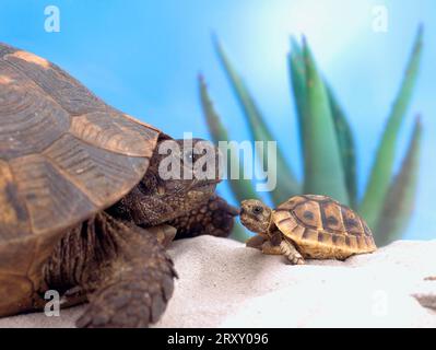 Hermannsschildkröte (Testudo hermanni) mit Brutling, griechische Schildkröte Stockfoto