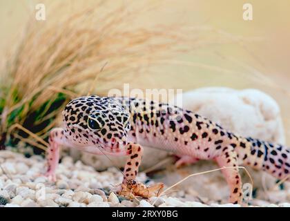 Leopardengecko (Eublepharis macularis) Stockfoto