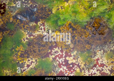 Bunte Gezeitenbecken im Acadia National Park in Bar Harbor Maine Stockfoto