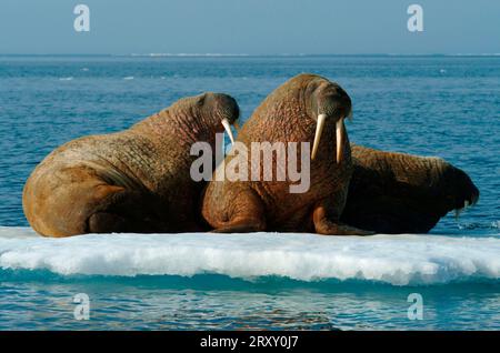 Walrosse auf Eisscholle, Nunavut Territory, Kanada, Walrosse (Odobenus rosmarus) auf Eisscholle, Arktis, Arktis, Kanada Stockfoto