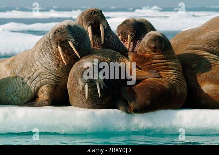 Walrosse auf Eisscholle, Nunavut Territory, Kanada, Walrosse (Odobenus rosmarus) auf Eisscholle, Arktis, Arktis, Kanada Stockfoto