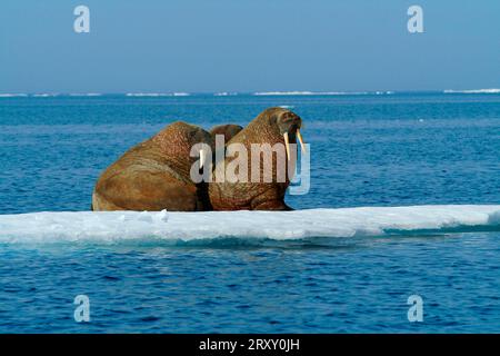 Walrosse auf Eisscholle, Nunavut Territory, Kanada, Walrosse (Odobenus rosmarus) auf Eisscholle, Arktis, Arktis, Kanada Stockfoto