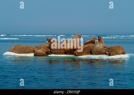 Walrosse auf Eisscholle, Nunavut Territory, Kanada, Walrosse (Odobenus rosmarus) auf Eisscholle, Arktis, Arktis, Kanada Stockfoto