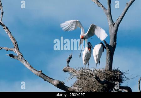 Jabiru (Jabiru mycteria), Jungnest, Pantanal (Ephippiorhynchus mycteria), Brasilien Stockfoto