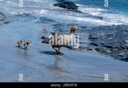 Ruddy-Head Goose (Chloephaga rubidiceps) mit Goslings, Sea Lion Island, Falkland Islands Stockfoto